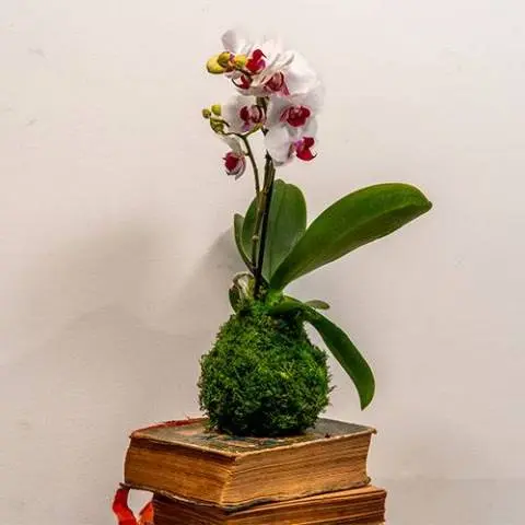 Kokedama Orchidée