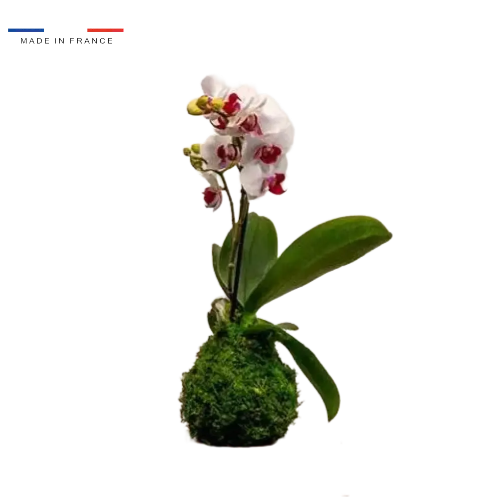Kokedama Orchidée