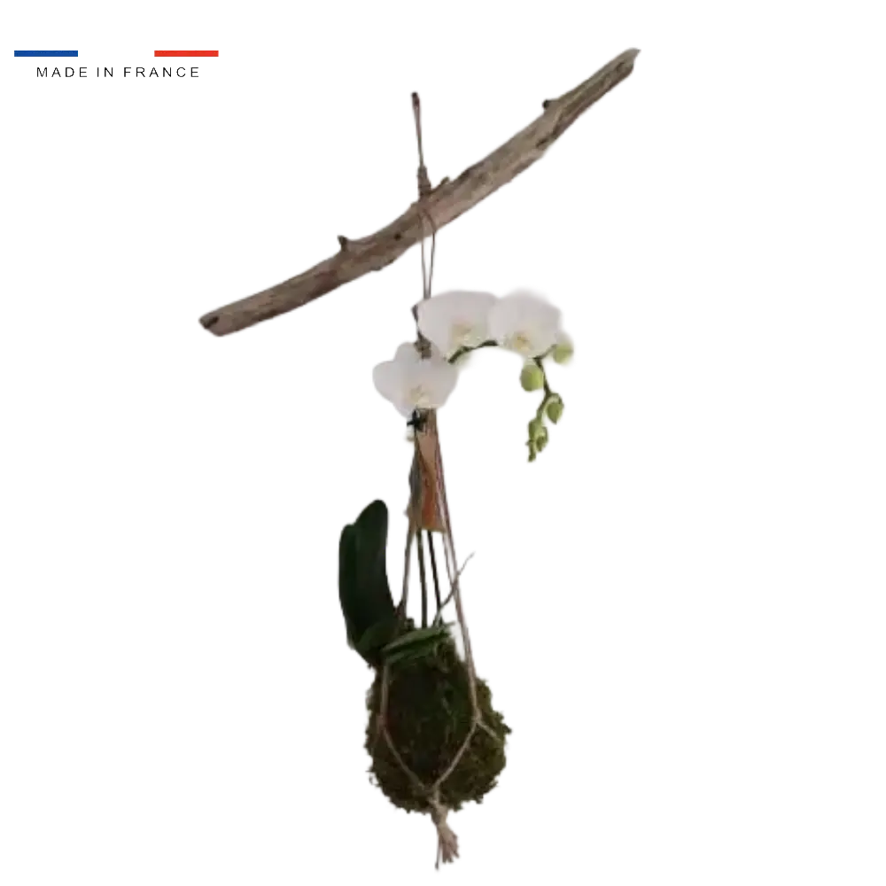 Kokedama Orchidée suspension