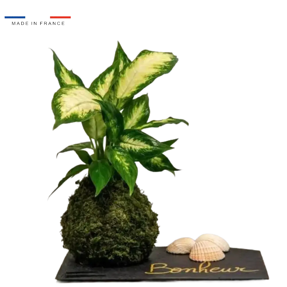 Kokedama Dieffenbachia