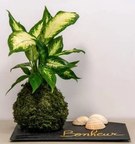 Kokedama Dieffenbachia