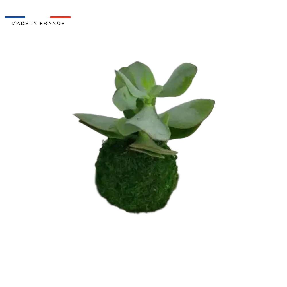 Kokedama Crassula Arborescens