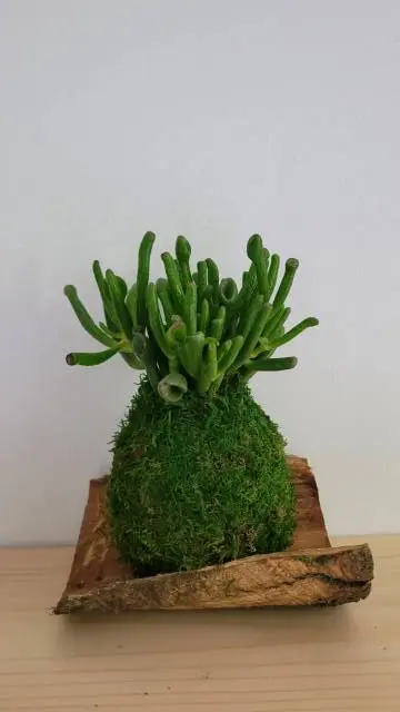 Kokedama Crassula Hobit