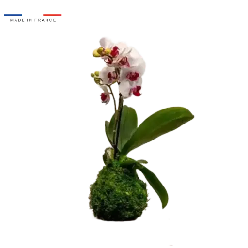 [37-kokedama-Orchidée] Kokedama Orchidée