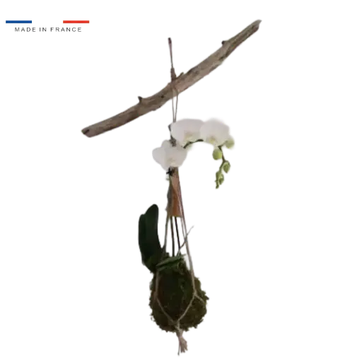 [37-kokedama-Orchidée suspension] Kokedama Orchidée suspension