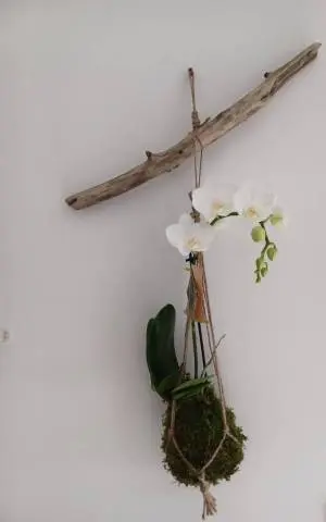 [37-kokedama-Orchidée suspension] Kokedama Orchidée suspension