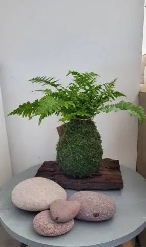 [37-kokedama-Fougère] Kokedama Fougère