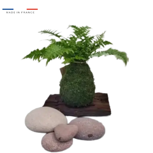 [37-kokedama-Fougère] Kokedama Fougère