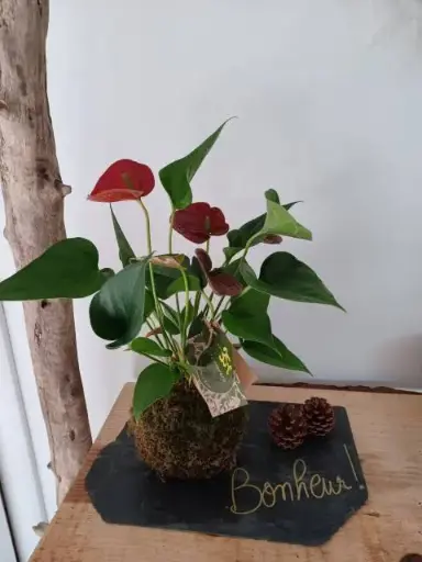 [37-kokedama-Anthurium] Kokedama Anthurium