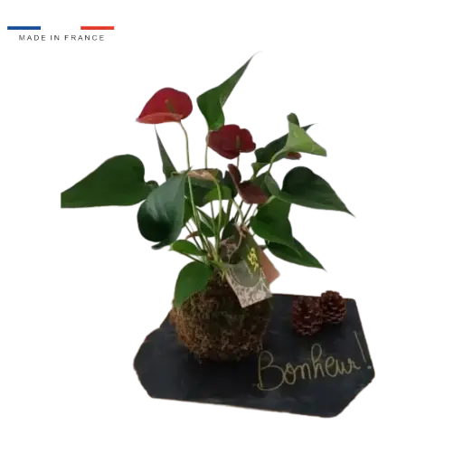 [37-kokedama-Anthurium] Kokedama Anthurium