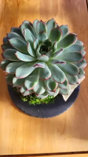 [37-kokedama-Echeveria] Kokedama Echeveria