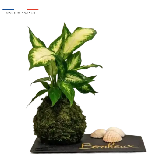 [37-kokedama-Dieffenbachia] Kokedama Dieffenbachia