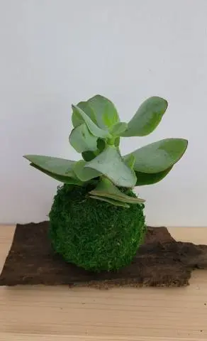 [37-kokedama-Crassula Arborescens] Kokedama Crassula Arborescens