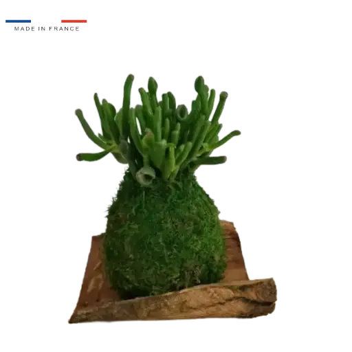 [37-kokedama-Crassula Hobit] Kokedama Crassula Hobit