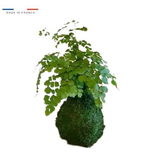 [37-kokedama-Adiantum] Kokedama Adiantum