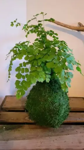 [37-kokedama-Adiantum] Kokedama Adiantum